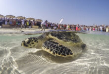 Sea turtle release in Jumeira Dubai, UAE