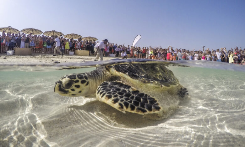 Sea turtle release in Jumeira Dubai, UAE