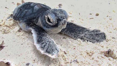Green turtle hatches at Florida beach