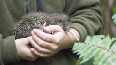 Haast Tokoeka KLiwi being examined by a scientist