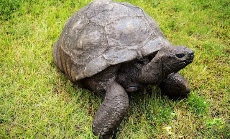 Jonathan, oldest living tortoise