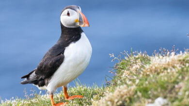 Atlantic puffin at clifftop edge