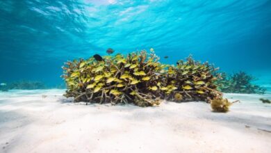 Aruba, Staghorn coral