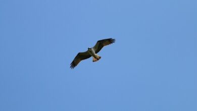 Adult osprey in Ireland