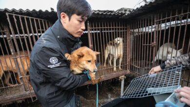 dog meat ban in South Korea
