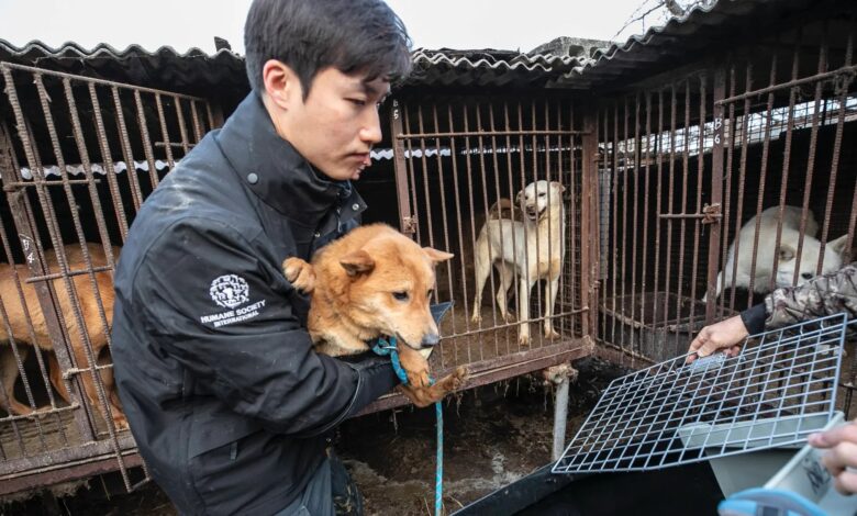 dog meat ban in South Korea