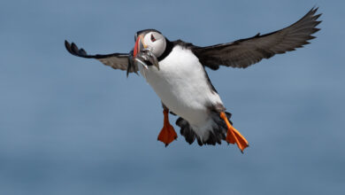 Incoming Atlantic puffin with stockpile of fish