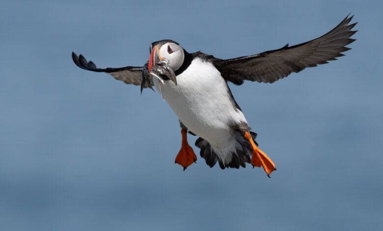 Incoming Atlantic puffin with stockpile of fish