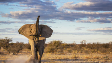 An elephant bull kicking up sand as a warning after a mock charge