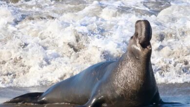 Elephant seal bull in Southern California