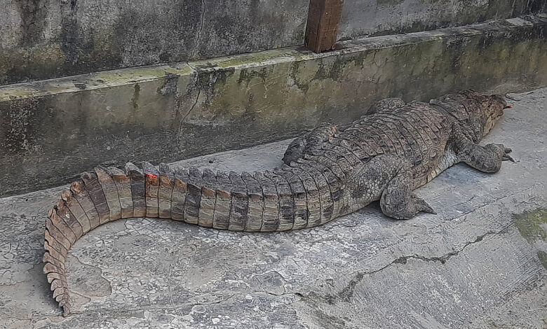 mugger crocodile Bangladesh