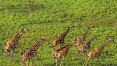 Nubian giraffes, airial view