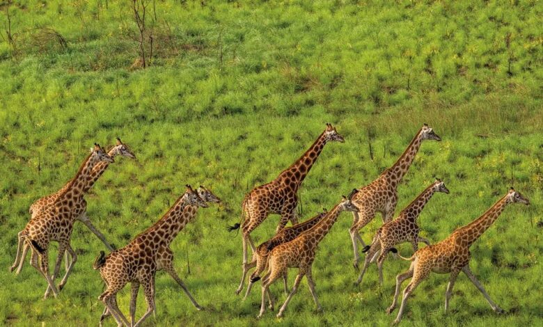Nubian giraffes, airial view