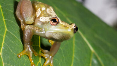 Silent frog species, Tanzania