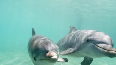 2 bottle nose dolphins