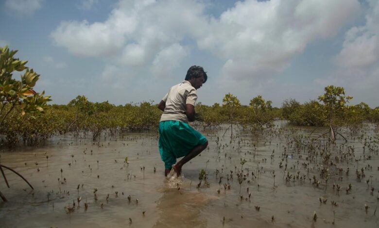 Young man planting mangroves in Pakistan