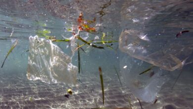 This illustration picture taken on May 30, 2019 shows plastic waste floating in the sea in Marseille. (Photo by Boris HORVAT / AFP) (Photo by BORIS HORVAT/AFP via Getty Images)