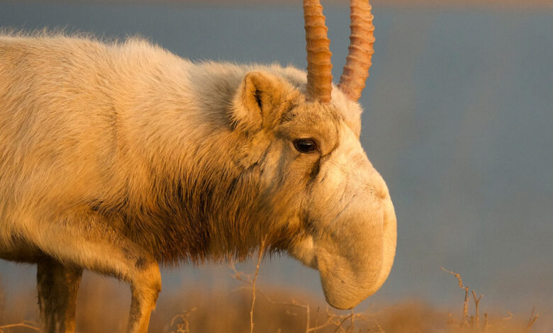 saiga antelope close up
