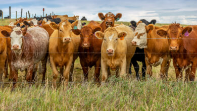 Adoring Crowd of Cattle
