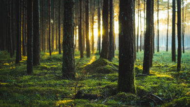 Trees in forest,Poland