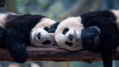 giant panda China