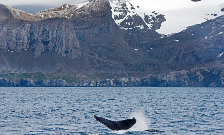 Humpback Whale, Megaptera novaeangliae, off Weddell Point, South Georgia