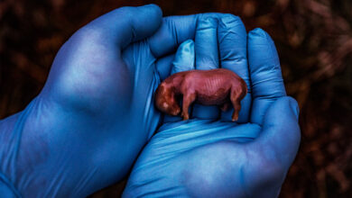 white rhino embryo