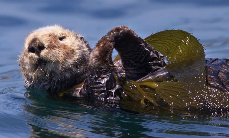 Sea otter with kelp