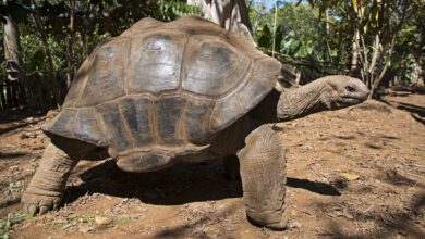 Giant Turtle walking Madagascar