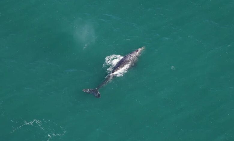 Grey whale spotted in Atlantic ocean