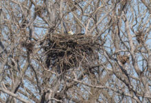 Bald eagles nest in Toronto, Canada