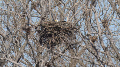 Bald eagles nest in Toronto, Canada