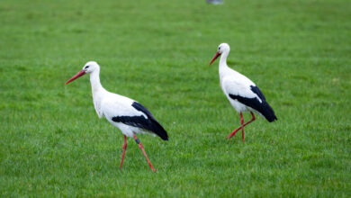 First storks back from winter quarters