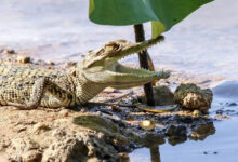 Siamese crocodile hatchling Thailand