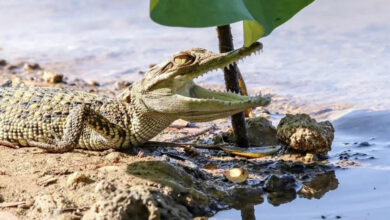 Siamese crocodile hatchling Thailand