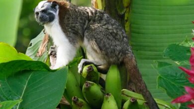 Geoffroy's tamarin