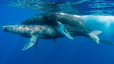 2 male humpback whales mating