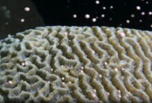brain coral reef spawning