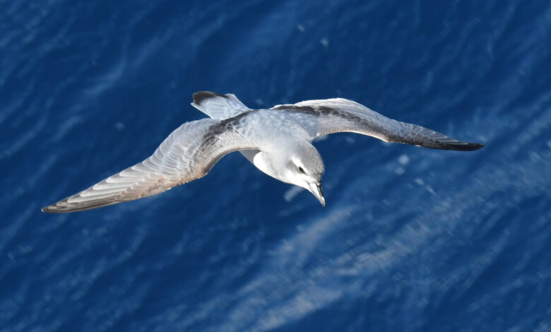 Antarctic prion in flight