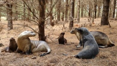 New Zealand sea lions