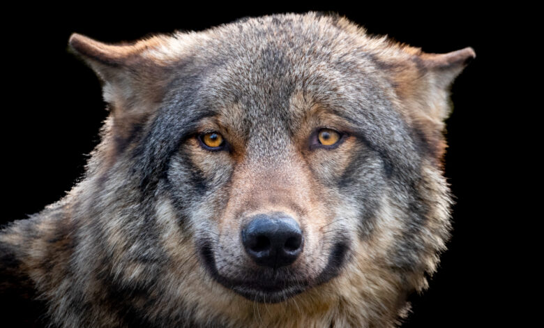 Close-up portrait of gray wolf against black background,Wingham,United Kingdom,UK