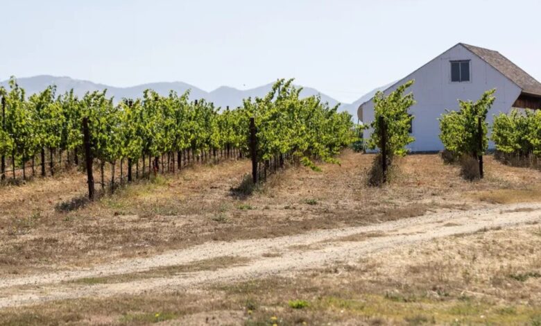 vineyard in California