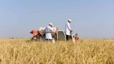 Agricultural experts harvest rice resistant to saline-alkaline soil in Alar city, Xinjiang Uygur autonomous region.