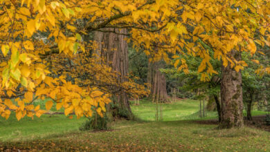 Autumn Sequoia UK