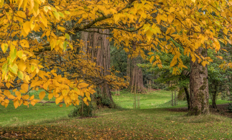 Autumn Sequoia UK