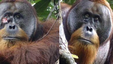 Orangutan before after treating his own wound in Indonesia