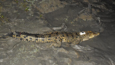Crocodile equipped with satellite transmitter for conservation purpose