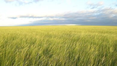 Vast grassland in Mongolia