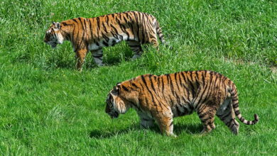 Two Bengal tigers (Panthera tigris tigris) native to India
