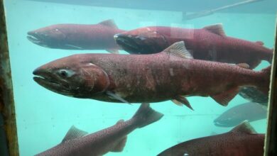Chinok salmon Canada